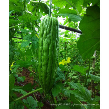 HBG01 Jiage 28 a 32cm de comprimento, verde OP sementes de abóbora amargas